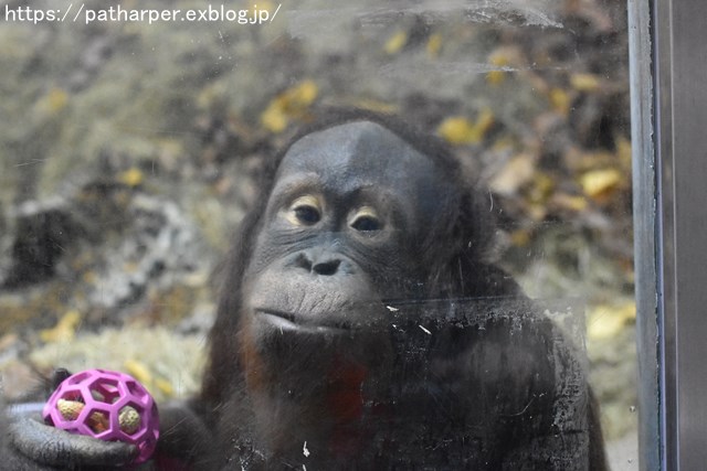 ２０１８年１２月　とべ動物園　その５　ハヤト登場_a0052986_7372246.jpg