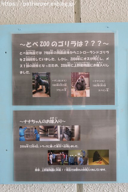 ２０１８年１２月　とべ動物園　その５　ハヤト登場_a0052986_747226.jpg