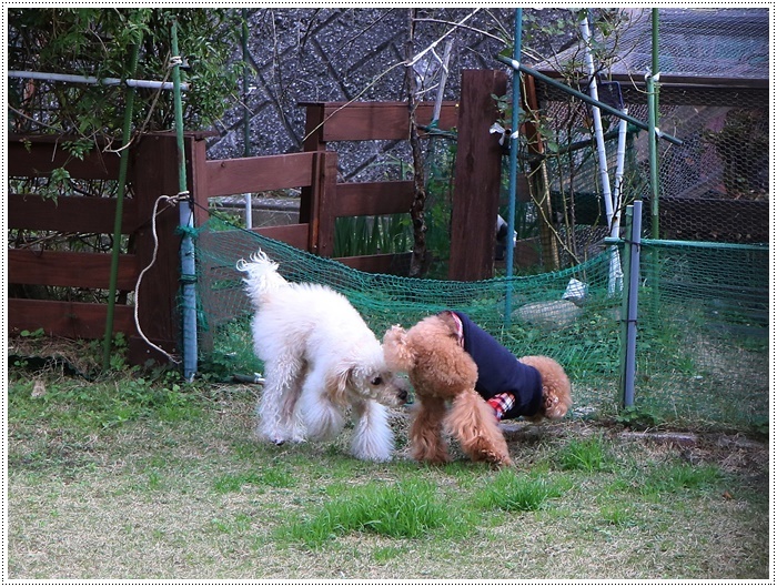 久しぶりのねねちゃんに、我が家の２わんずは初めからテンションアップ(ノ ∀｀*)σプププｗｗｗ_b0175688_23160740.jpg