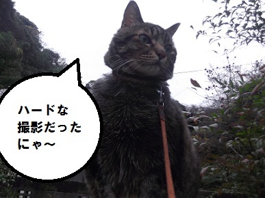 ボヘミアンラプソディと猫 イルイル ウニちゃん ボヘミアンラプソディと猫 イルイル ウニちゃん
