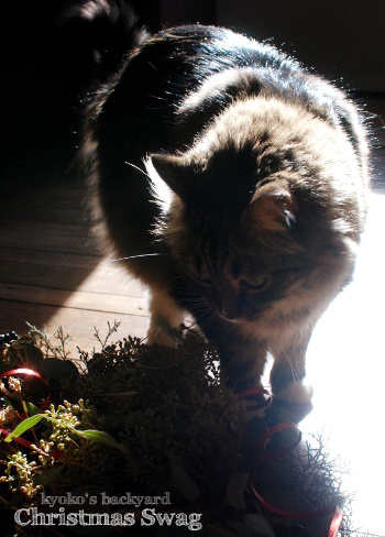 クリスマススワッグと猫柄ラッピングペーパー(と猫)_b0253205_07482203.jpg