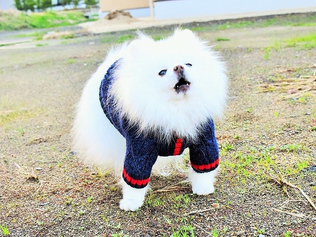 成長著しく_d0360206_00291803.jpg