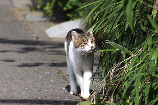 散歩道でオナガと猫。点灯時間前のイルミネーション_e0255509_20545347.jpg