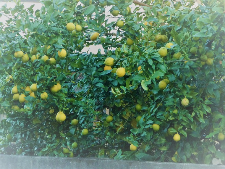 c0202113_12442887.jpg