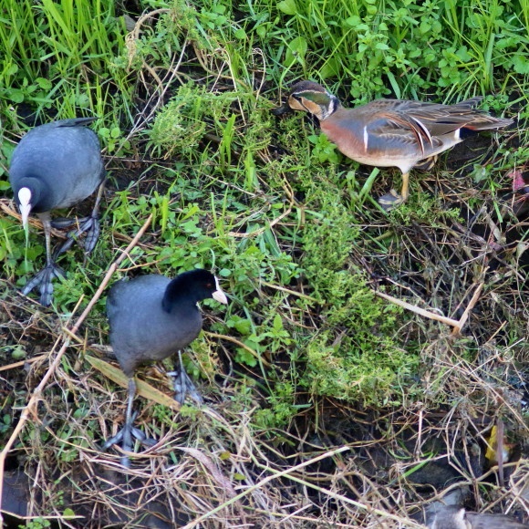 滞在1w程になるそうです トモエガモ NZK_d0346713_20254634.jpg