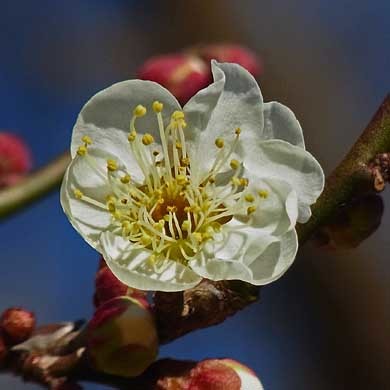 竜峡小梅の花 樹木見て歩き 竜峡小梅の花 樹木見て歩き