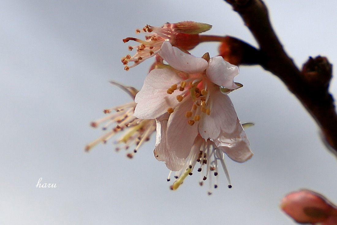 f0297537_15411563.jpg