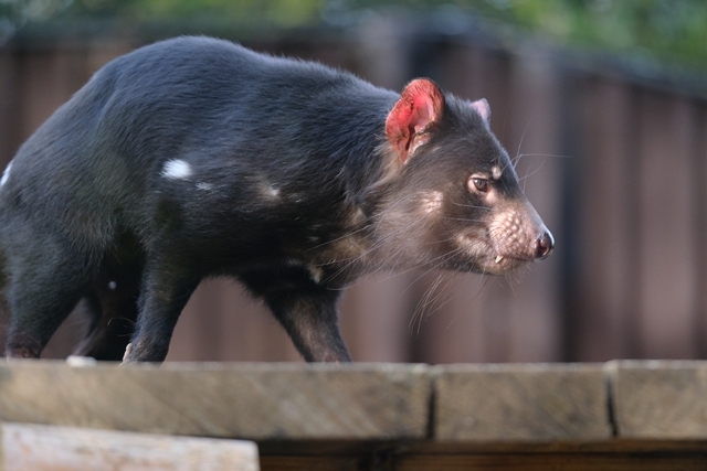 タスマニアデビルのキーパーズ トーク 動物園に嵌り中 タスマニアデビルのキーパーズ トーク 動物園に嵌り中