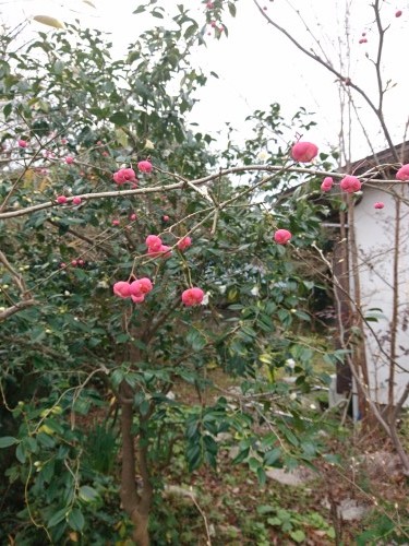 a0164657_03593809.jpg