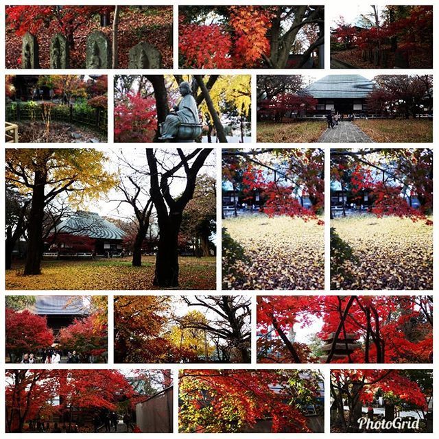 護国寺は元禄のタイムカプセル、漫画への追憶、ネットオタクの高齢化、斜めに見るのが普通となったネット、twitterへの挽歌、三角形の星の井、江戸の相合傘;2018/12/12-18twitterまとめ_b0116271_11120933.jpg