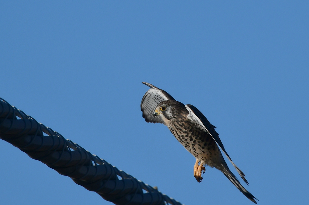 失敗と成功　　チョウゲンボウ_f0053272_23165511.jpg