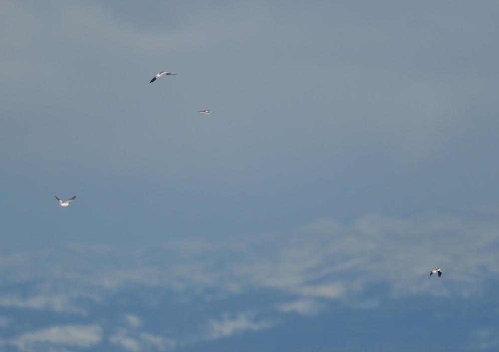 c0036878_18232842.jpg