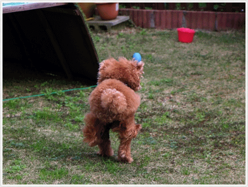 b0175688_23040122.gif