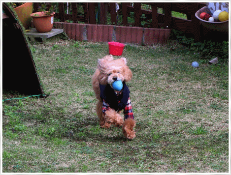 b0175688_23040474.gif