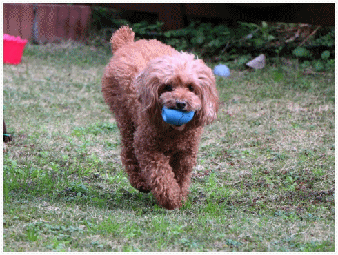 b0175688_23103450.gif