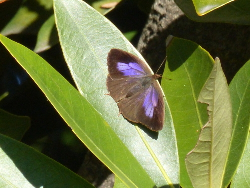 ムラサキシジミ　　師走寒波ゆるむ_d0353091_15285019.jpg