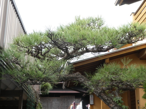 c0108198_17215000.jpg