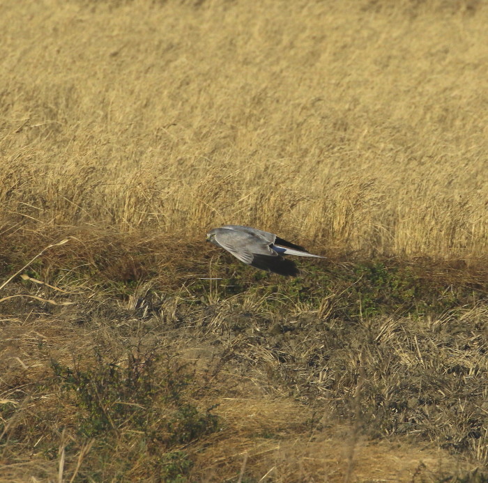 ハイイロチュウヒ♂：滑空狩り姿２０１８_c0319902_07130498.jpg