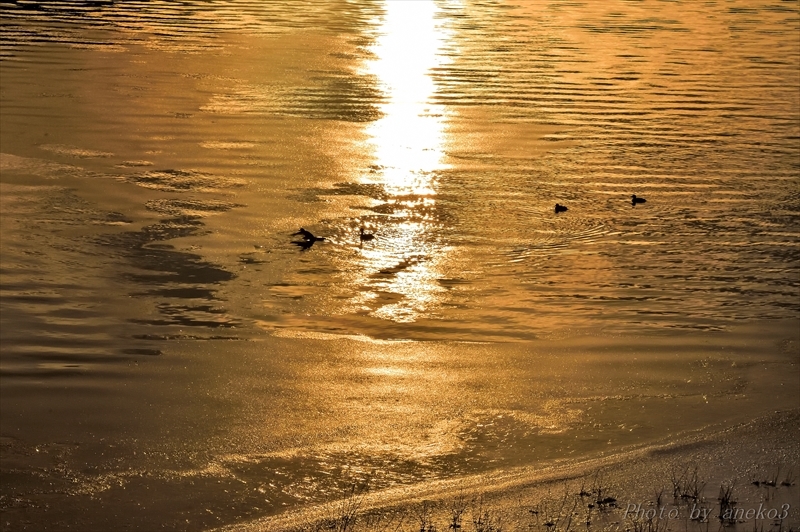 みちのく御所湖の水鳥達_d0067934_09594576.jpg