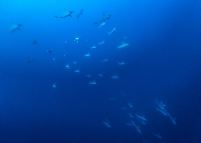 d0113459_17235720.jpg