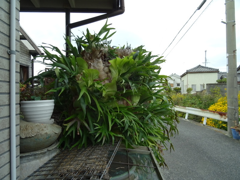 巨大コーモリラン（ビカクシダ）・・・我が家の観葉植物 : 活き生き in