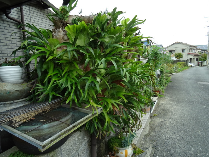 観葉植物】ビカクシダ コウモリラン（巨大）