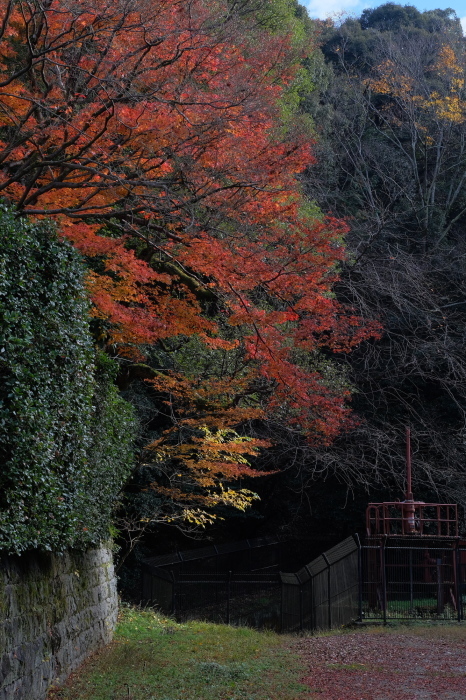  祇園白川～蹴上　紅葉2018_f0021869_00293438.jpg