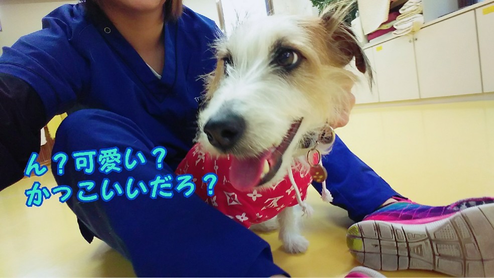 今日のドッグランε=(ノ・∀・)ツ_f0357682_13071378.jpg