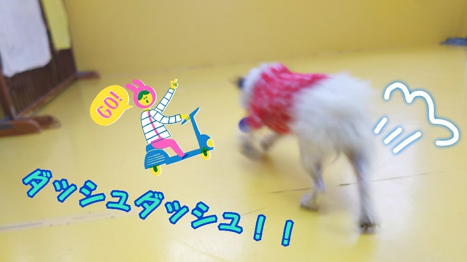 今日のドッグランε=(ノ・∀・)ツ_f0357682_13071388.jpg