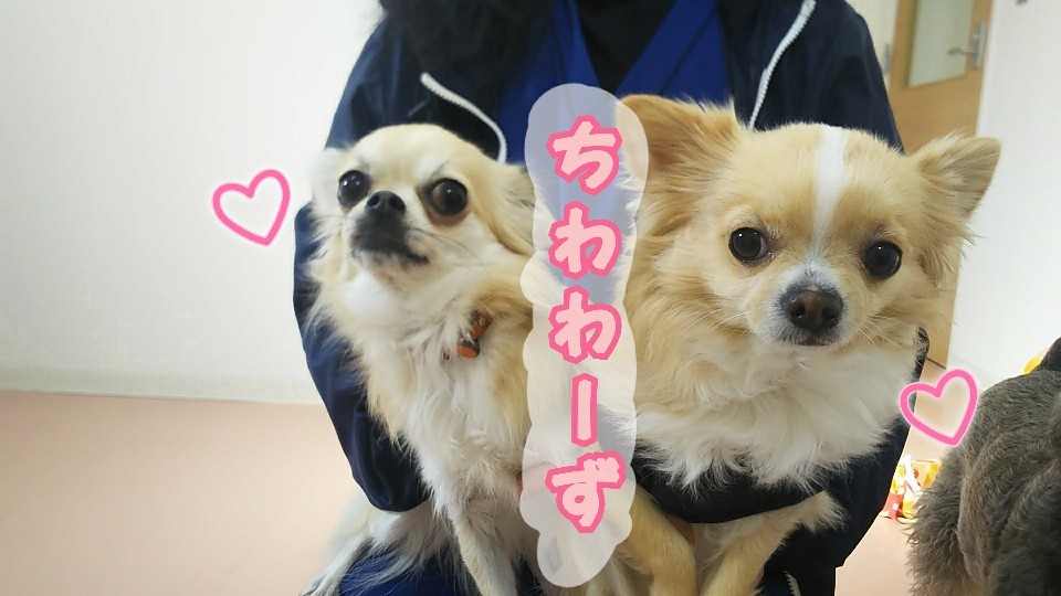 今日のドッグランε=(ノ・∀・)ツ_f0357682_13073490.jpg