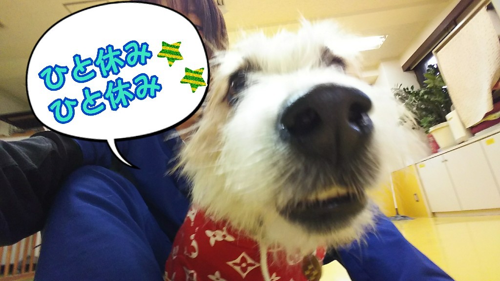今日のドッグランε=(ノ・∀・)ツ_f0357682_13073492.jpg