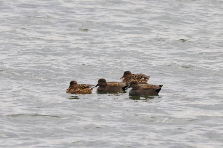 甲子園浜の野鳥_f0378282_15143967.jpg