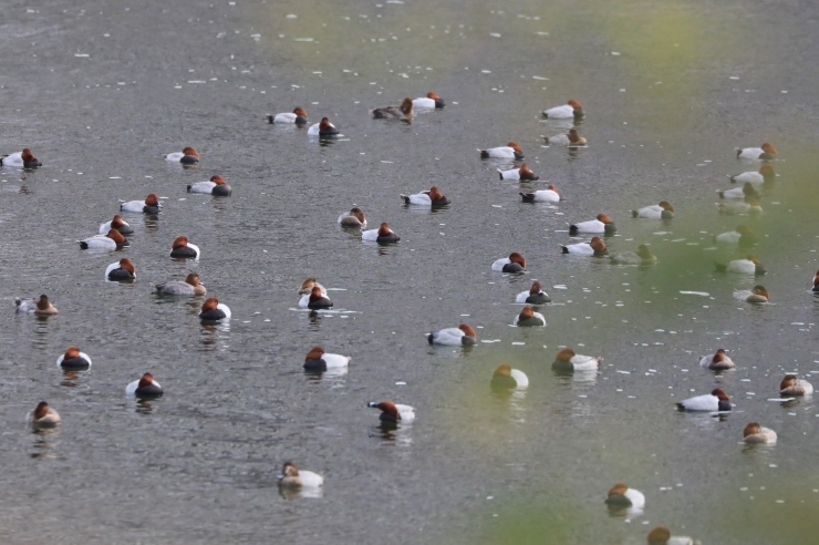 甲子園浜の野鳥_f0378282_15203898.jpg