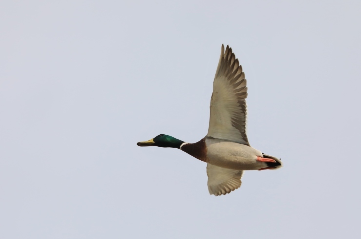 甲子園浜の野鳥_f0378282_15223633.jpg