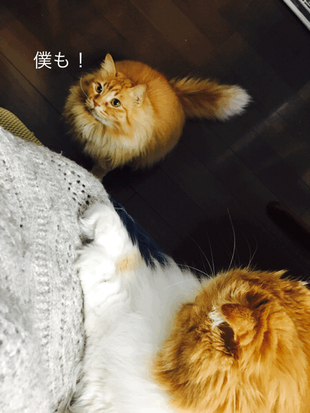 a0107193_11351460.gif