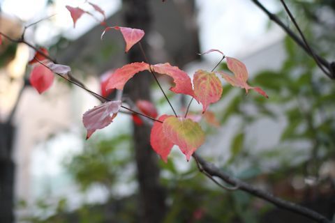 c0090198_17350936.jpg
