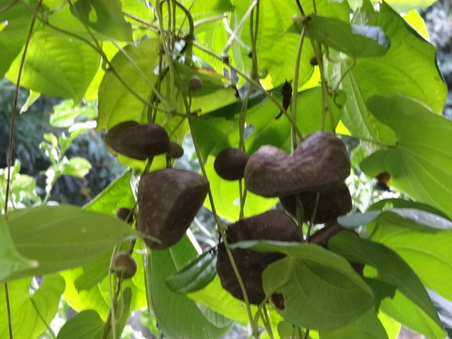 宇宙いも : 雑草苑だより 宇宙いも : 雑草苑だより
