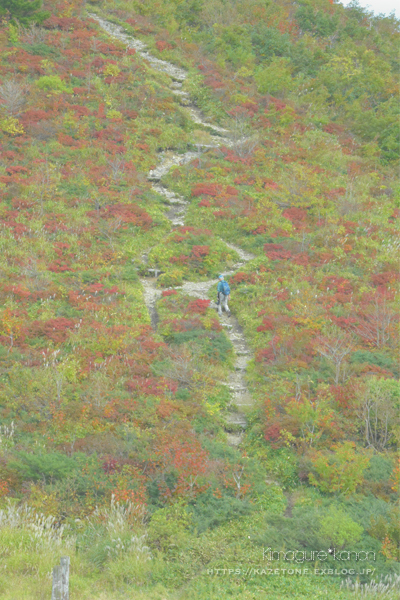 10月の山活・県民の森トレッキング②**山肌を赤く染めるモノ_b0197639_17151888.jpg