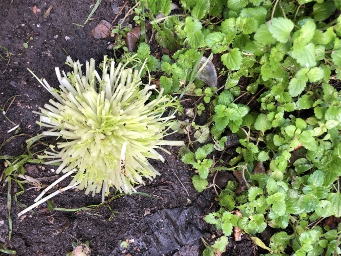 b0369239_12015602.jpeg