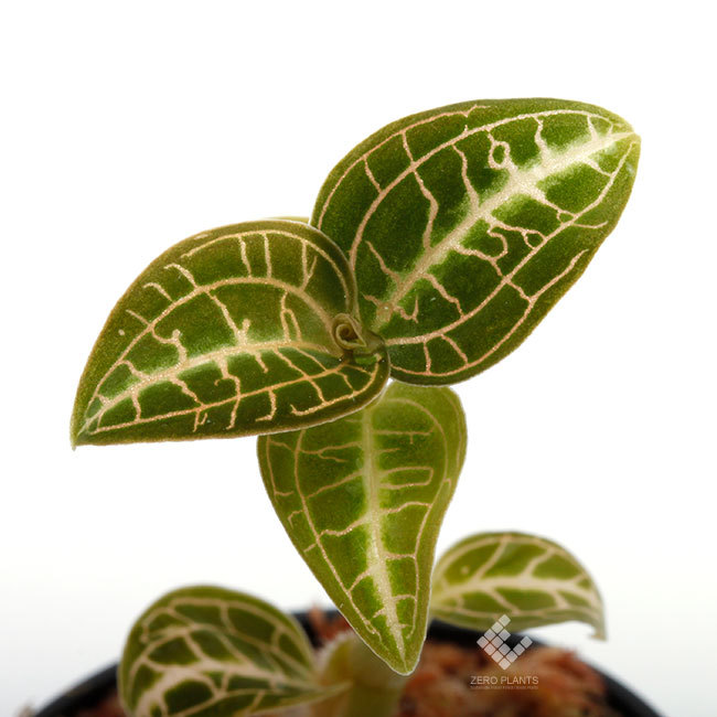 宝石蘭と呼ばれるジュエルオーキッド : ZERO PLANTS / BLOG 宝石蘭と呼ばれるジュエルオーキッド : ZERO PLANTS / BLOG