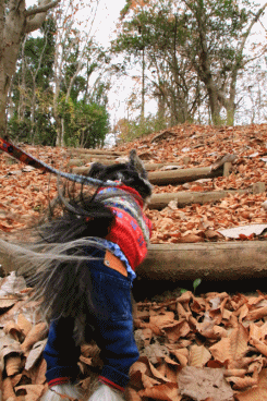 c0145250_10214748.gif