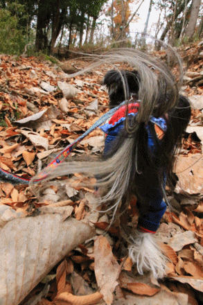 c0145250_10215551.gif