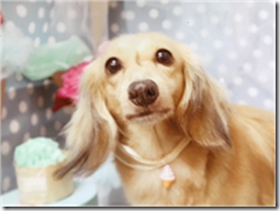 ペットについて考える 犬 猫達と漢方 第一回 漢方薬局 春爛満からお伝えしたいこと