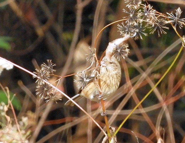 f0378979_15034038.jpg