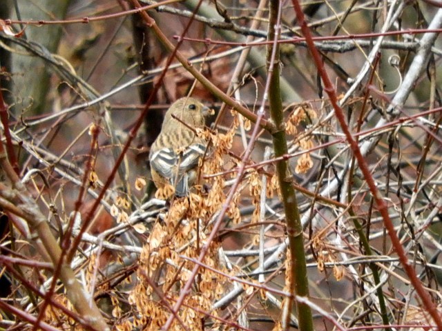 f0378979_15051494.jpg