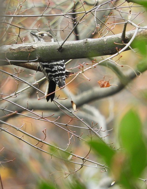 f0378979_15054050.jpg