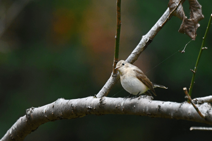 可愛い鳥さん 尾白鶲 瑠璃鶲 白腹 風のむろさん 自然の詩