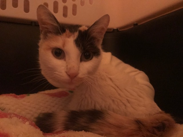 ゆきなちゃん、無事に退院してきました_f0242002_20224200.jpg