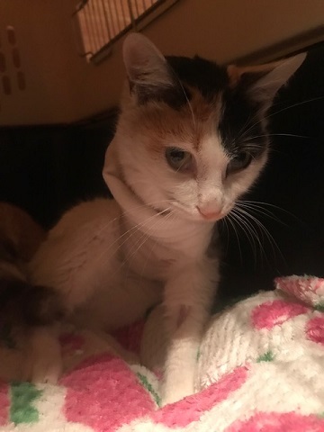 ゆきなちゃん、無事に退院してきました_f0242002_20224746.jpg