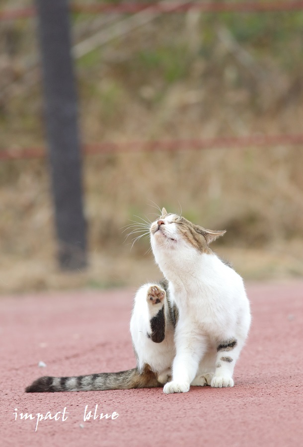 のんびりにゃ~ん(=^・^=)_a0355908_13193512.jpg
